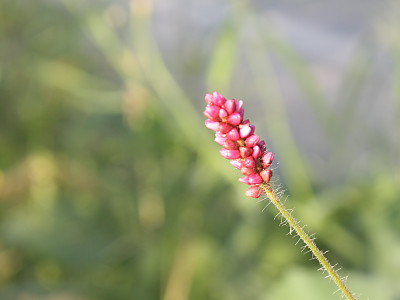 기생여뀌 사진 - Persicaria viscosa (Hamilt. ex D.Don) H.Gross ex Nakai Photos