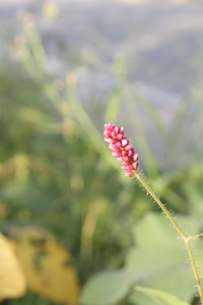 기생여뀌 - Persicaria viscosa (Hamilt. ex D.Don) H.Gross ex Nakai