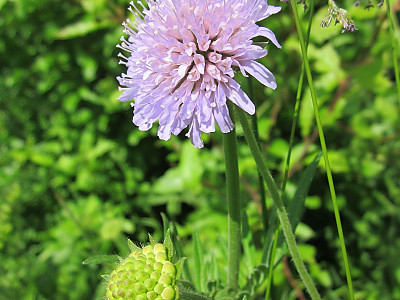 솔체꽃 사진 - Scabiosa mansenensis Nakai for alpina Nakai Photos