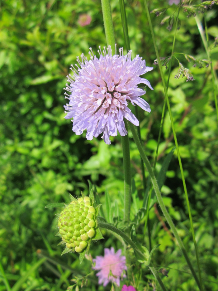 솔체꽃 - Scabiosa mansenensis Nakai for alpina Nakai