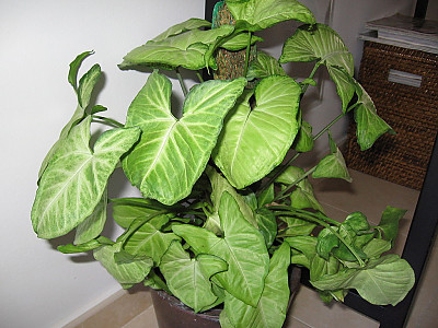 싱고니움 사진 - Syngonium podophyllum Photos