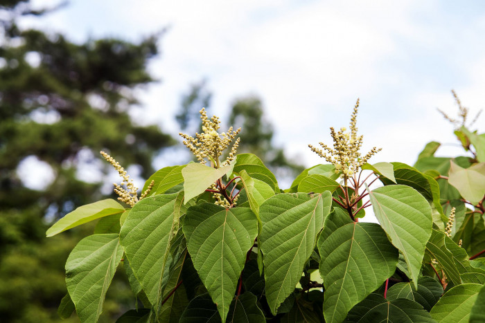 예덕나무 - Mallotus japonicus (Thunb.) Muell. Arg.