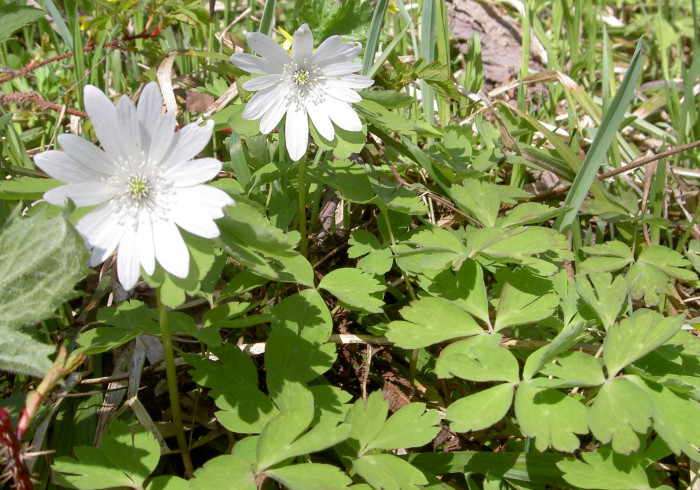 꿩의바람꽃 - Anemone raddeana Regel