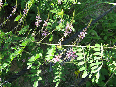 낭아초 사진 - Indigofera pseudotinctoria Matsum. Photos