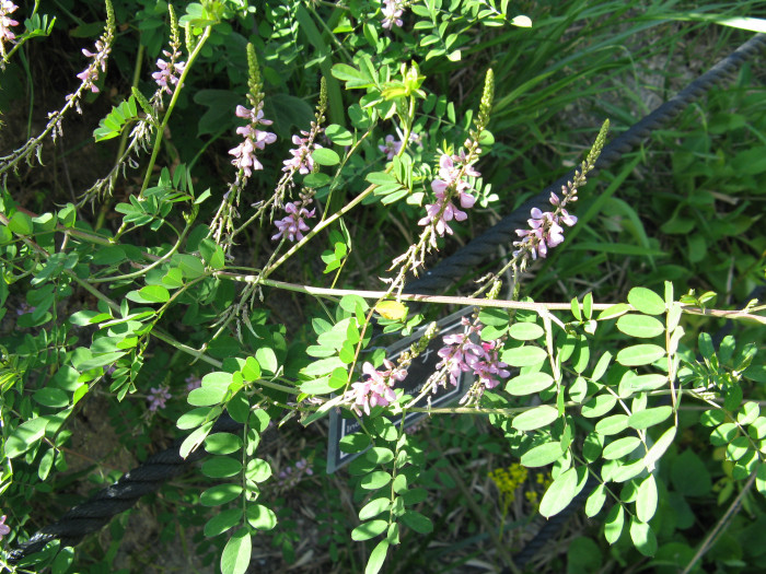 낭아초 - Indigofera pseudotinctoria Matsum.