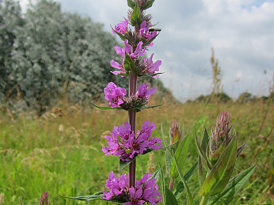 부처꽃 사진 - Lythrum anceps (Koehne) Makino Photos