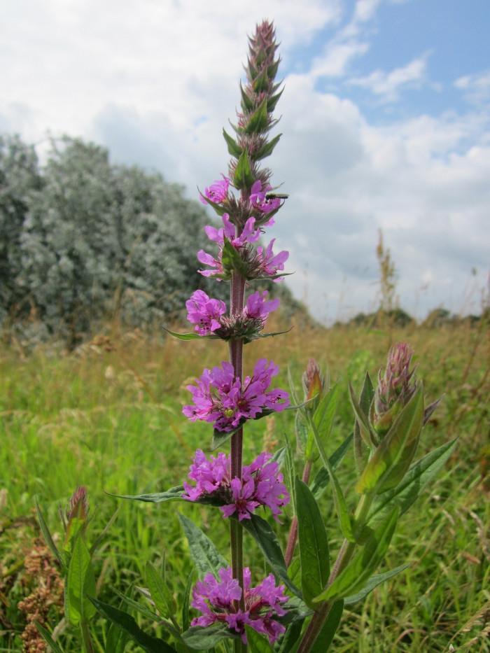 부처꽃 - Lythrum anceps (Koehne) Makino