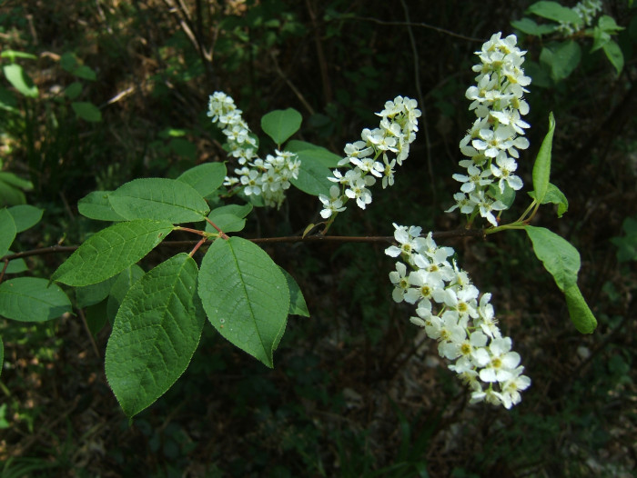 귀룽나무 - Prunus padus L. for. padus