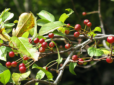 개야광나무 사진 - Malus baccata for. minor (Nakai) T.B.Lee Photos