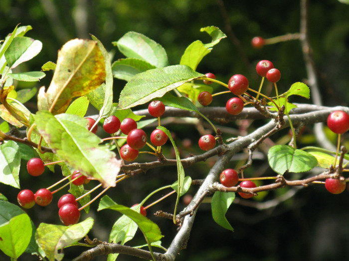 개야광나무 - Malus baccata for. minor (Nakai) T.B.Lee