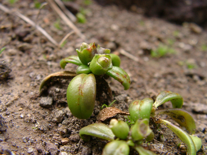 낚시돌풀 - Hedyotis biflora var. parvifolia Hook. & Arn.