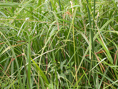 겨풀 사진 - Leersia oryzoides var. japonica Hack. Photos