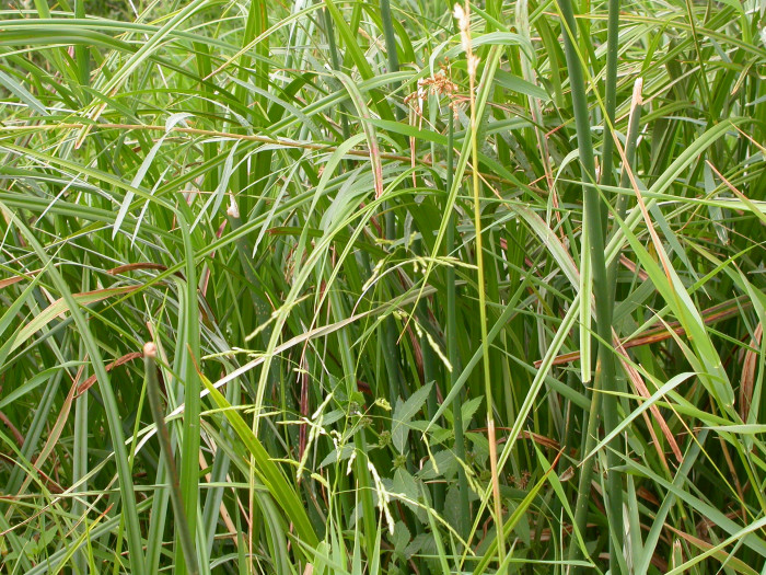 겨풀 - Leersia oryzoides var. japonica Hack.