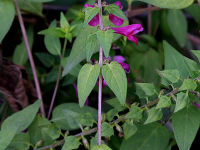 꽃며느리밥풀 사진 - Melampyrum roseum Maxim. Photos