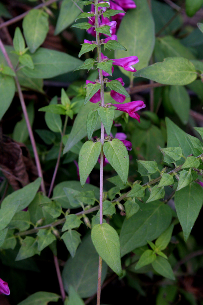 꽃며느리밥풀 - Melampyrum roseum Maxim.