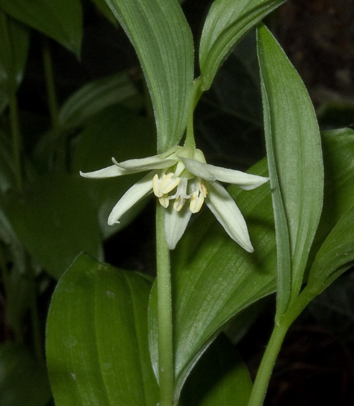 큰애기나리 - Disporum viridescens (Maxim.) Nakai