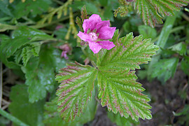 가새함경딸기 - Rubus arcticus for. dentipetala Uyeki & Sakata