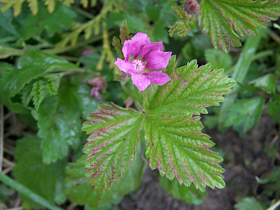 가새함경딸기 사진 - Rubus arcticus for. dentipetala Uyeki & Sakata Photos