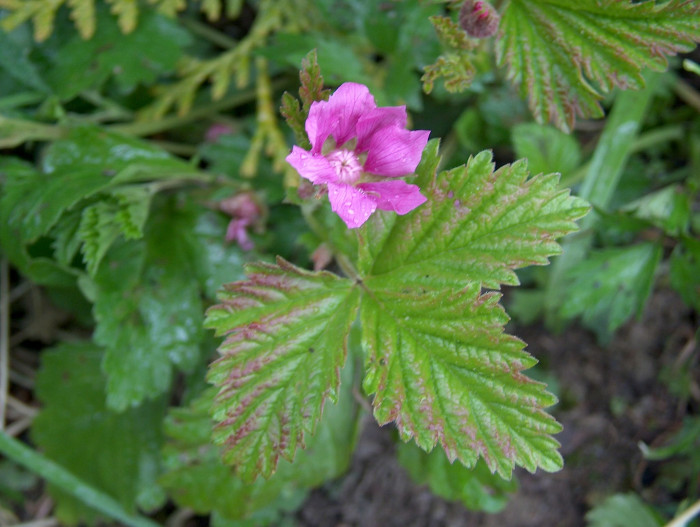 가새함경딸기 - Rubus arcticus for. dentipetala Uyeki & Sakata