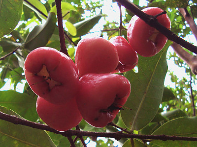 왁스잠부 사진 - Eugenia Javanica Photos
