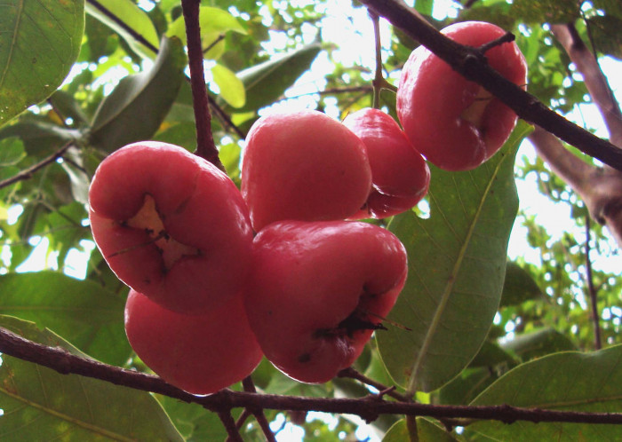 왁스잠부 - Wax apple, Eugenia Javanica