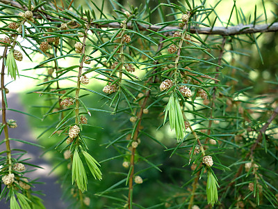 노간주나무 사진 - Juniperus rigida Siebold & Zucc. Photos