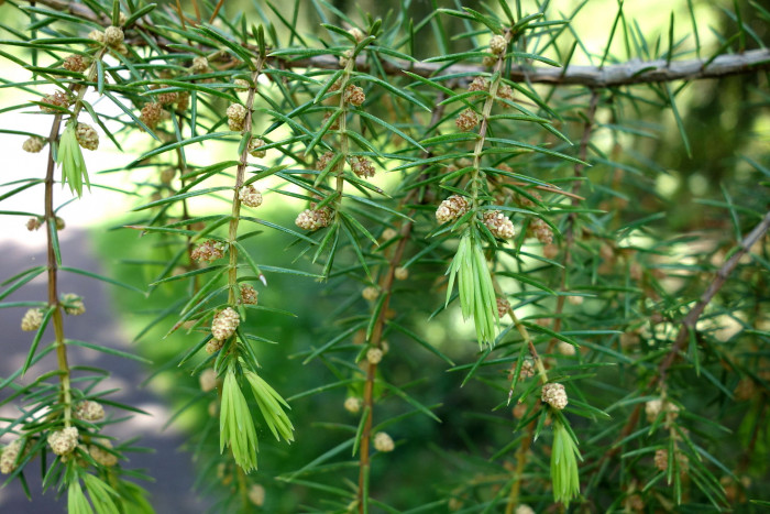 노간주나무 - Juniperus rigida Siebold & Zucc.