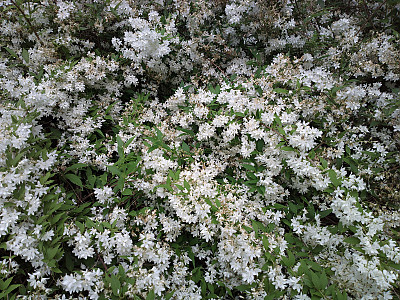 애기말발돌이 사진 - Deutzia gracilis Photos