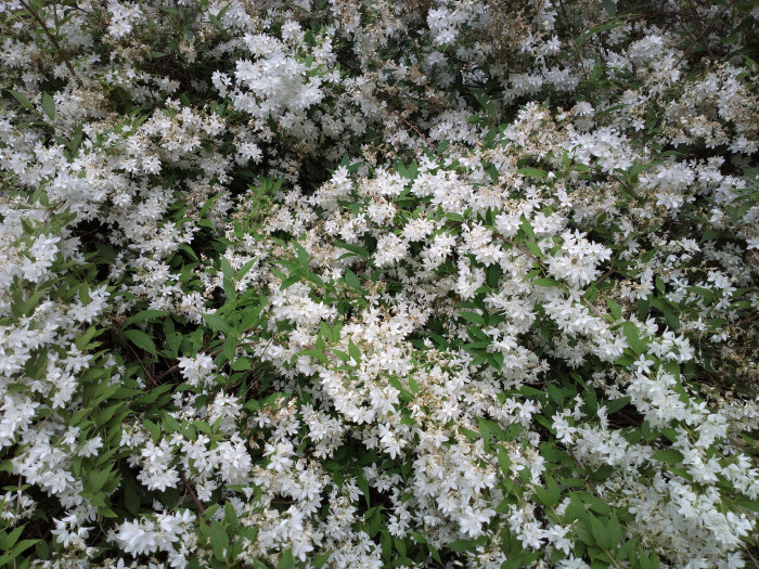 애기말발돌이 - Deutzia gracilis