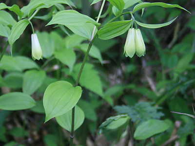 윤판나물아재비 사진 - Disporum sessile D. Don Photos
