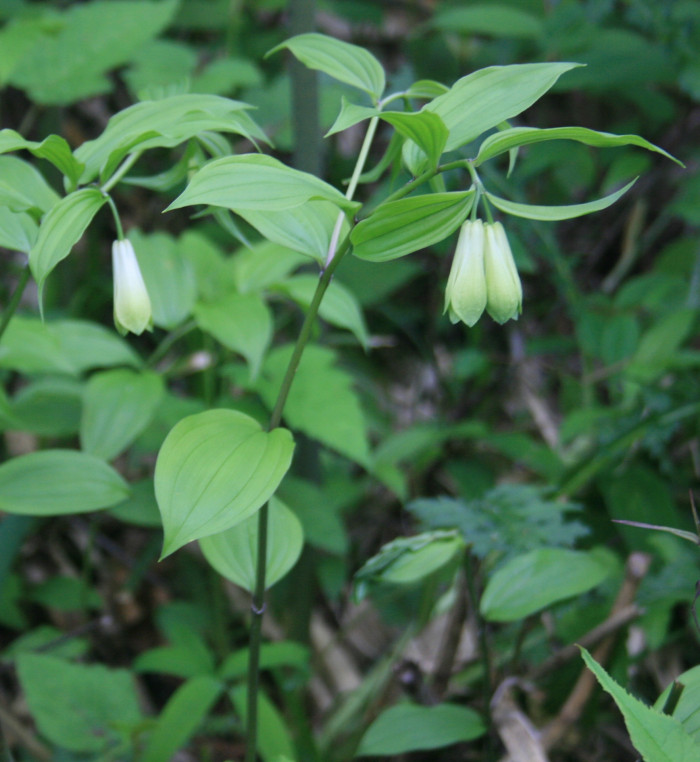 윤판나물아재비 - Disporum sessile D. Don