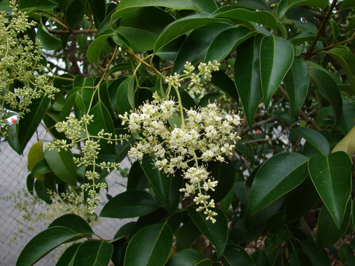 당광나무 - Chinese privet, Ligustrum lucidum Aiton