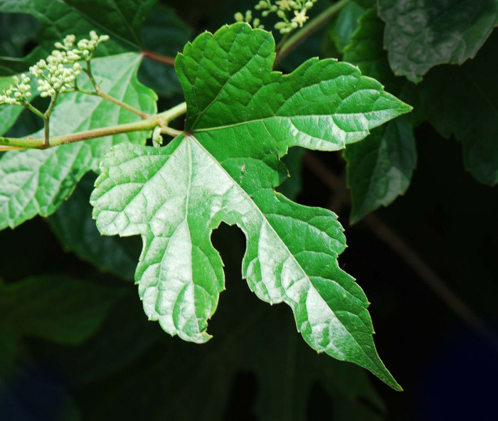 개머루 - Ampelopsis brevipedunculata (Maxim.) Trautv.