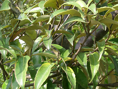 구실잣밤나무 사진 - Castanopsis sieboldii (Makino) Hatus. Photos