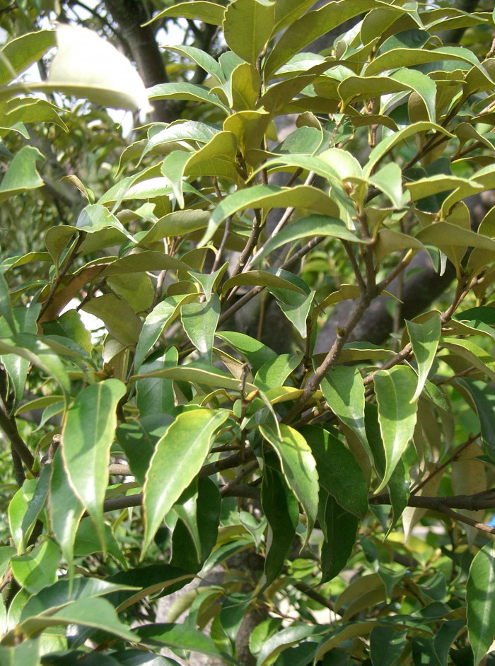 구실잣밤나무 - Castanopsis sieboldii (Makino) Hatus.