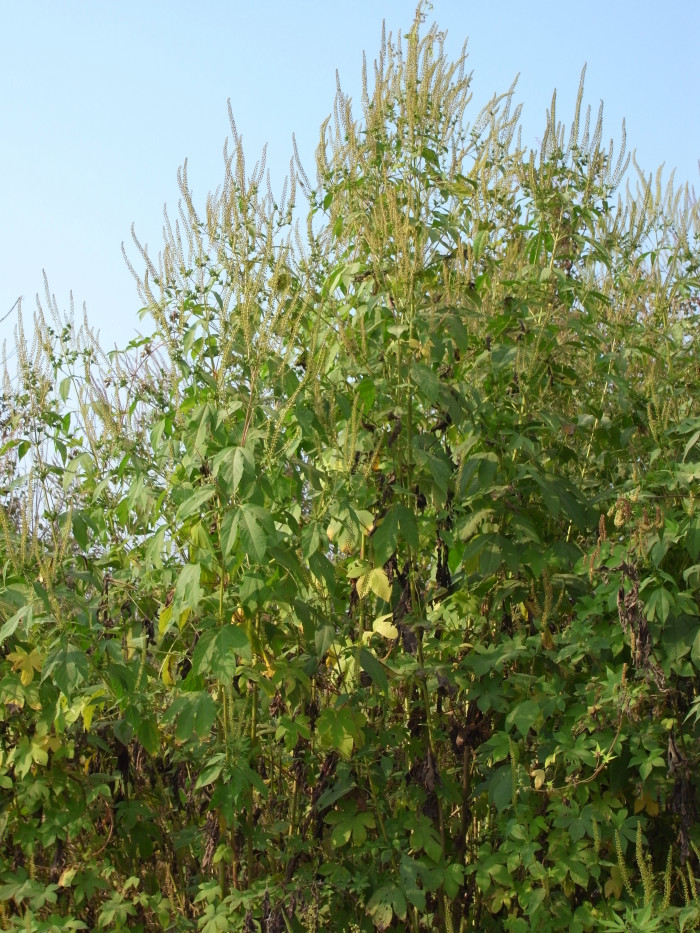 단풍잎돼지풀 - Ambrosia trifida L. var. trifida
