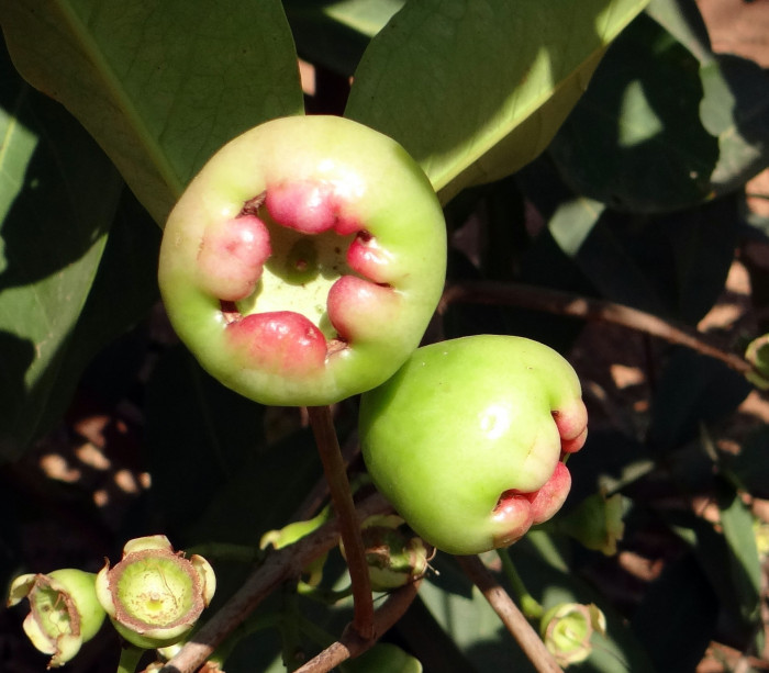 로즈애플  - rose apple, Syzygium jambos