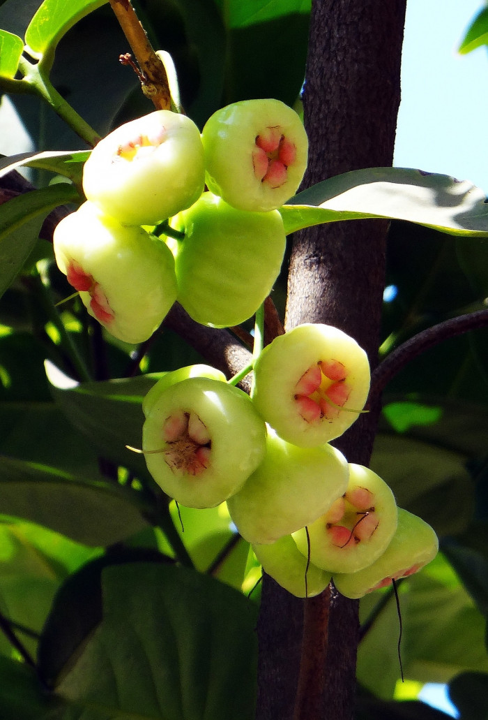 로즈애플  - rose apple, Syzygium jambos