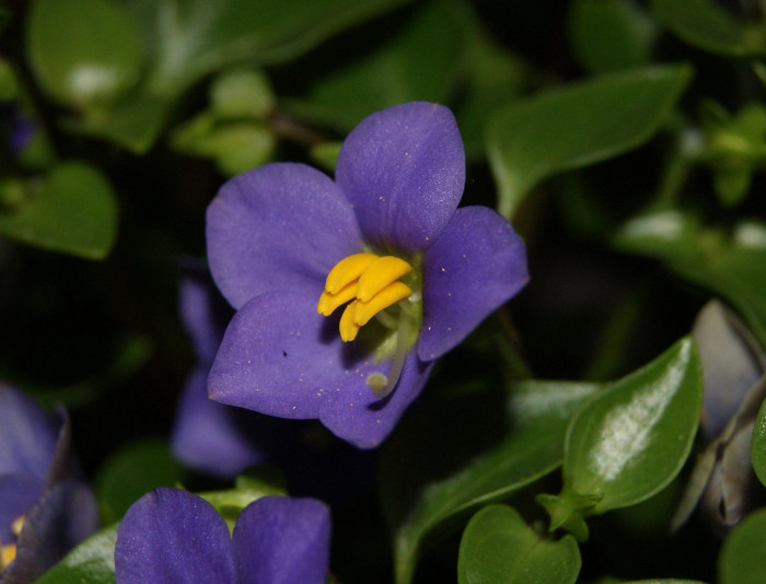 엘사벨로즈 - Persian violet, Exacum affine Balff