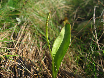 나도고사리삼 사진 - Ophioglossum vulgatum L. Photos