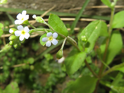 꽃마리 사진 - Trigonotis peduncularis (Trevir.) Benth. ex Hemsl. Photos