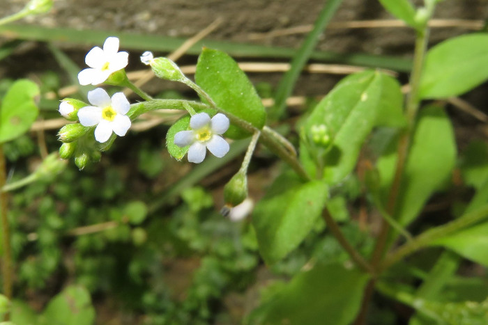 꽃마리 - Trigonotis peduncularis (Trevir.) Benth. ex Hemsl.