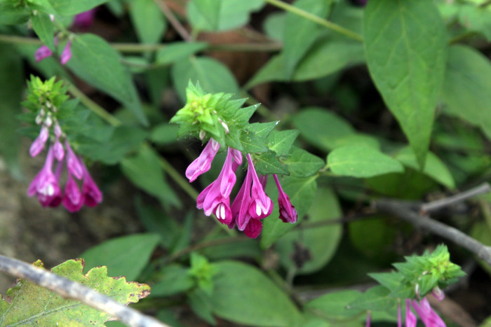 꽃며느리밥풀 - Melampyrum roseum Maxim.