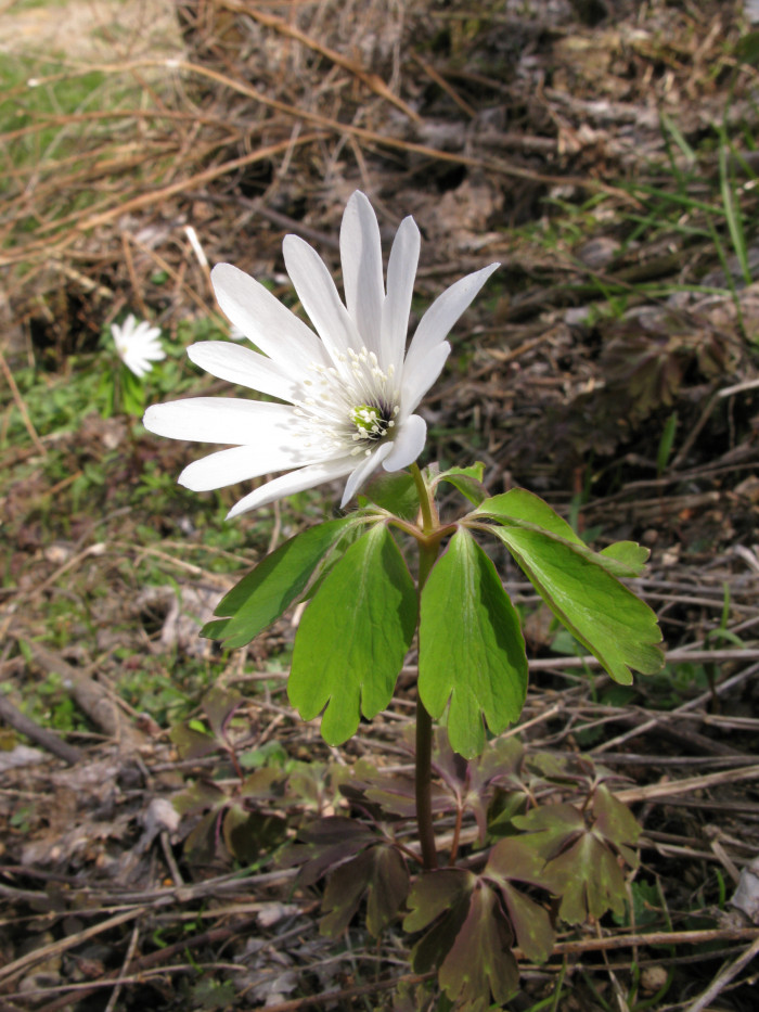 꿩의바람꽃 - Anemone raddeana Regel