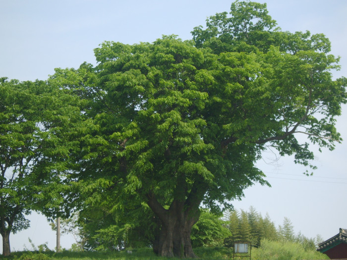 느티나무 - Japanese Zelkova, Zelkova serrata (Thunb.) Makino