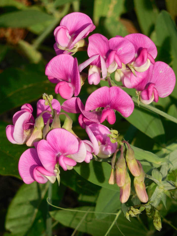 스위트피 - Sweet pea, Lathyrus odoratus L.