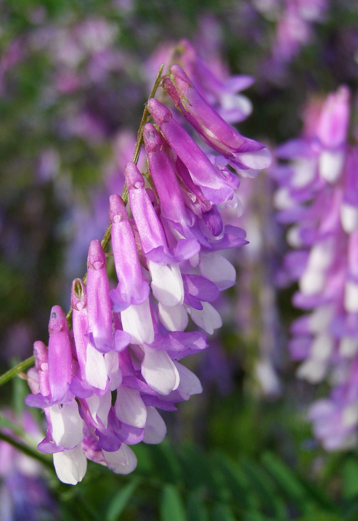 각시갈퀴나물 - Vicia dasycarpa Ten.