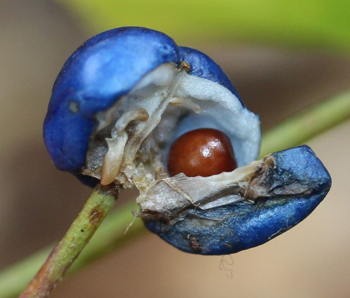 나도 옥잠화 - Clintonia udensis