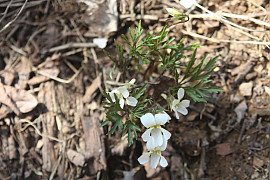 단풍제비꽃 - Viola albida for. takahashii (Makino) W.T.Lee