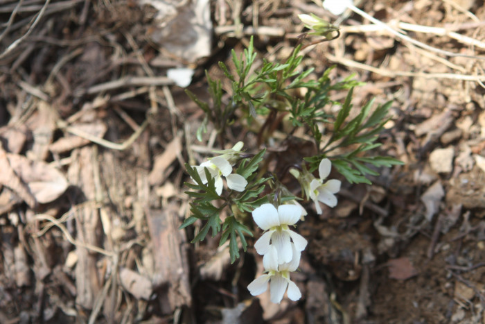 단풍제비꽃 - Viola albida for. takahashii (Makino) W.T.Lee